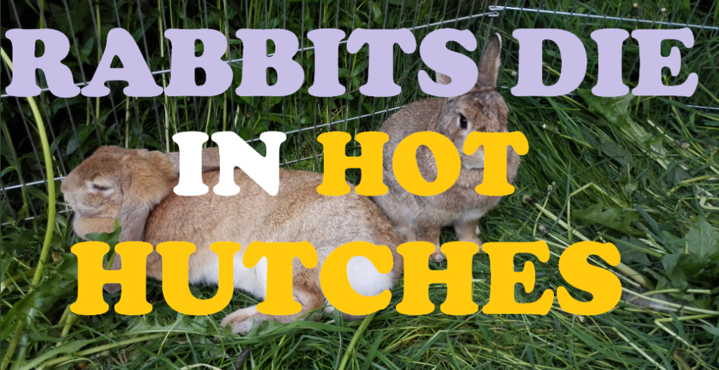 Keep Your Rabbit Cool In A Heatwave