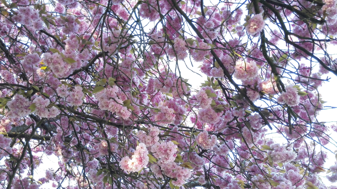 Last year's cherry blossom, taken with last year's camera. How differently will the blossom be that grows this year?